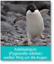 Adeliepinguin  (Pygoscelis adeliae) weißer Ring um die Augen