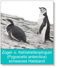 Zügel- o. Kehlstreifenpinguin (Pygoscelis antarctica) schwarzes Halsband