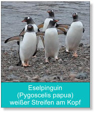 Eselpinguin (Pygoscelis papua) weißer Streifen am Kopf