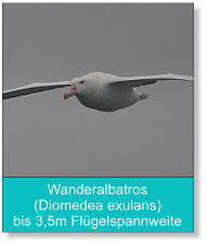 Wanderalbatros (Diomedea exulans) bis 3,5m Flügelspannweite