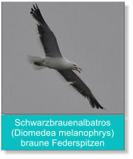Schwarzbrauenalbatros  (Diomedea melanophrys) braune Federspitzen