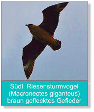 Südl. Riesensturmvogel (Macronectes giganteus) braun geflecktes Gefieder