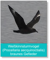 Weißkinnsturmvogel (Procellaria aecquinoctialis) braunes Gefieder