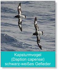 Kapsturmvogel (Daption capense) schwarz-weißes Gefieder