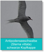 Antipodenseeschwalbe (Sterna vittata) schwarze Kopfkappe