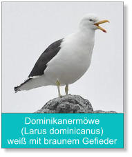 Dominikanermöwe (Larus dominicanus) weiß mit braunem Gefieder