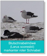 Blutschnabelmöwe (Larus scoresbii) markanter roter Schnabel