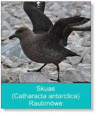 Skuas (Catharacta antarctica) Raubmöwe