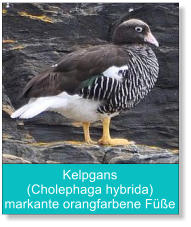 Kelpgans (Cholephaga hybrida) markante orangfarbene Füße