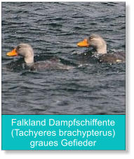 Falkland Dampfschiffente (Tachyeres brachypterus) graues Gefieder