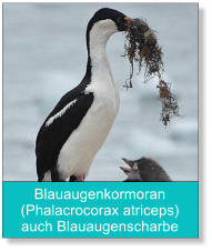 Blauaugenkormoran (Phalacrocorax atriceps) auch Blauaugenscharbe