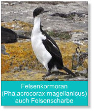 Felsenkormoran (Phalacrocorax magellanicus) auch Felsenscharbe