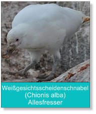 Weißgesichtsscheidenschnabel (Chionis alba) Allesfresser