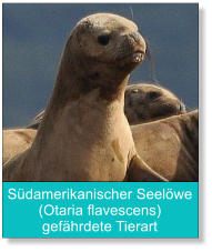 Südamerikanischer Seelöwe (Otaria flavescens) gefährdete Tierart