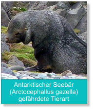 Antarktischer Seebär (Arctocephallus gazella) gefährdete Tierart
