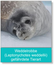 Weddelrobbe (Leptonychotes weddellii) gefährdete Tierart
