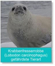 Krabbenfresserrobbe (Lobodon carcinophagus) gefährdete Tierart