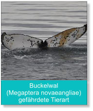 Buckelwal (Megaptera novaeangliae) gefährdete Tierart