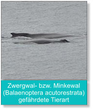 Zwergwal- bzw. Minkewal (Balaenoptera acutorestrata) gefährdete Tierart