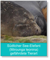 Südlicher See-Elefant (Mirounga leonina) gefährdete Tierart HN