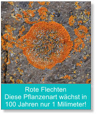 Rote Flechten Diese Pflanzenart wächst in 100 Jahren nur 1 Milimeter!