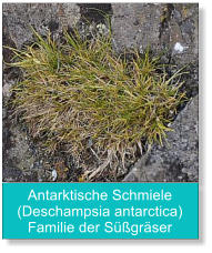 Antarktische Schmiele (Deschampsia antarctica) Familie der Süßgräser