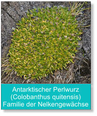 Antarktischer Perlwurz (Colobanthus quitensis) Familie der Nelkengewächse