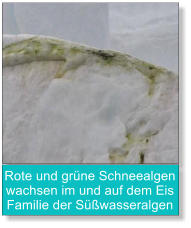 Rote und grüne Schneealgen wachsen im und auf dem Eis Familie der Süßwasseralgen